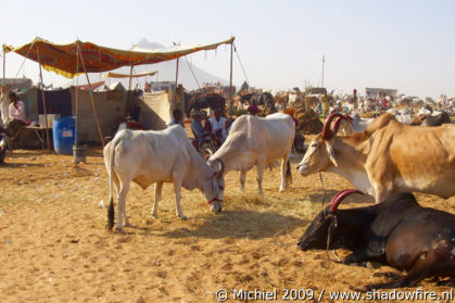Camel Fair, Pushkar, Rajasthan, India, India 2009,travel, photography