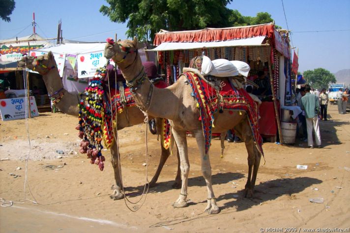 Camel Fair, Pushkar, Rajasthan, India, India 2009,travel, photography,favorites