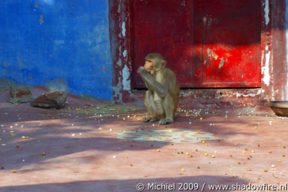 Galta Monkey Temple, Jaipur, Rajasthan, India, India 2009,travel, photography,favorites