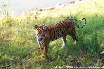 tiger, Ranthambhore NP, Rajasthan, India, India 2009,travel, photography,favorites