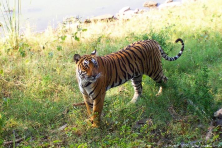 tiger, Ranthambhore NP, Rajasthan, India, India 2009,travel, photography,favorites