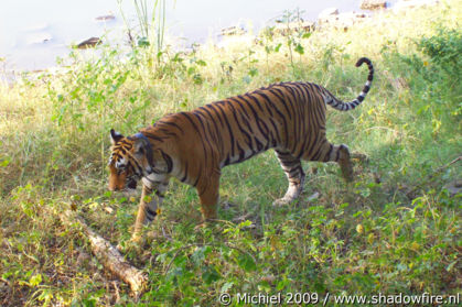 tiger, Ranthambhore NP, Rajasthan, India, India 2009,travel, photography