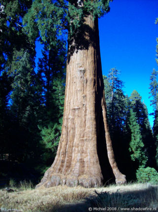 Giant Forest Museum, Giant Forest, Sequoia NP, California, United States 2008,travel, photography