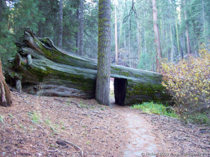 Bear Hill Trail, Giant Forest, Sequoia NP, California, United States 2008,travel, photography