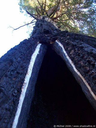 Bear Hill Trail, Giant Forest, Sequoia NP, California, United States 2008,travel, photography