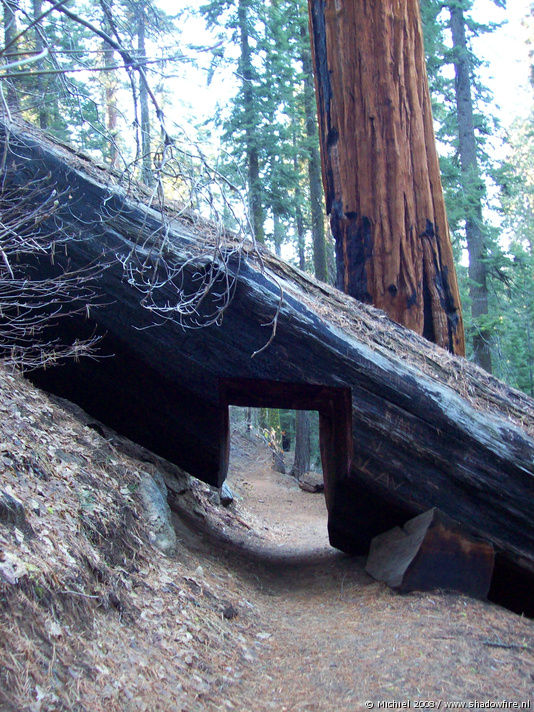 Bear Hill Trail, Giant Forest, Sequoia NP, California, United States 2008,travel, photography,favorites